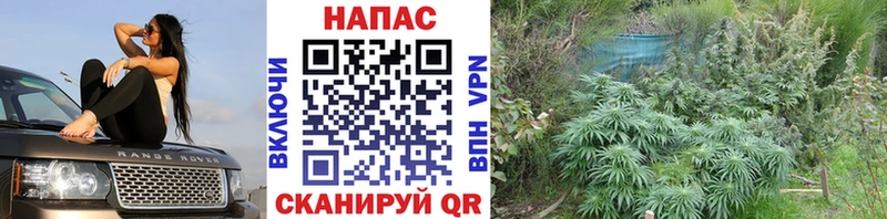 Конопля план  Гвардейск 